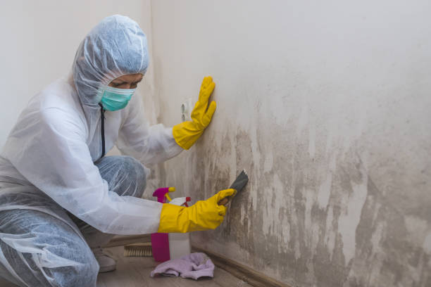 Best Professional Mold Removal  in Berlin, WI