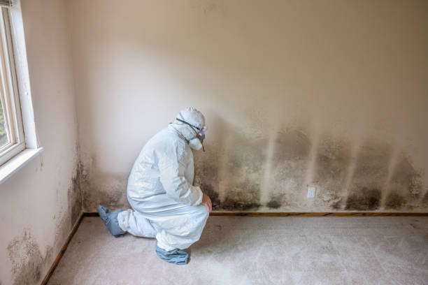 Best Toxic Mold Removal  in Berlin, WI