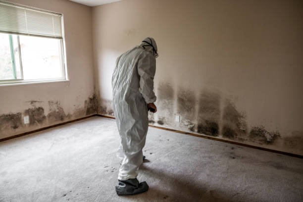 Best Fast Mold Removal  in Berlin, WI