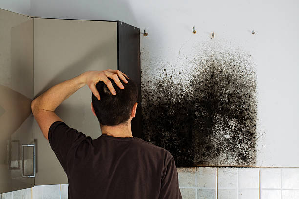 Berlin, WI Mold Removal Company