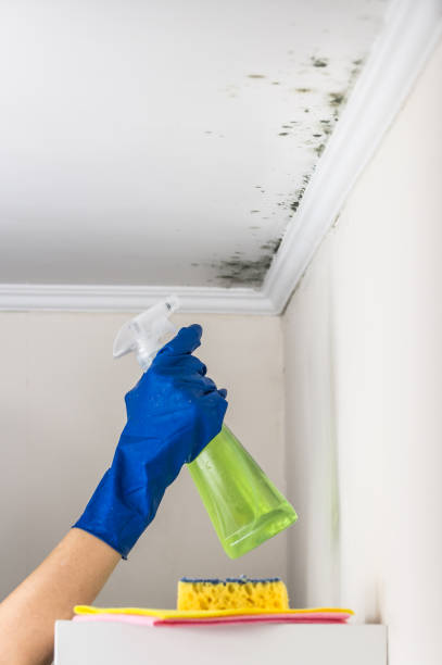 Best Mold Removal Company Near Me  in Berlin, WI